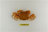 藏品(拉氏清溪蟹)的圖片